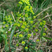 Euphorbia amygdaloides amygdaloides - Photo (c) Tig, kaikki oikeudet pidätetään