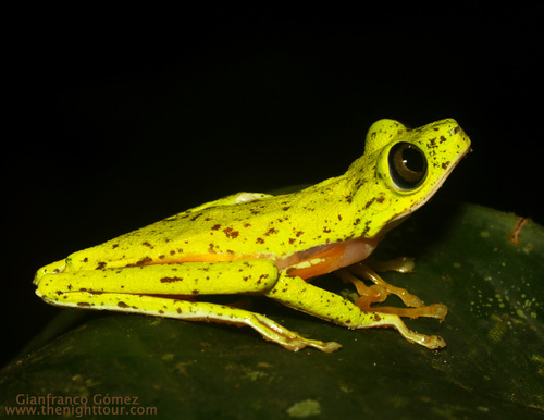 Lemur Leaf Frog
