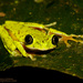 Lemur Leaf Frog - Photo (c) Gianfranco Gomez, all rights reserved, uploaded by Gianfranco Gomez