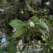 Citharexylum hidalgense - Photo (c) Diego Canales, כל הזכויות שמורות, הועלה על ידי Diego Canales
