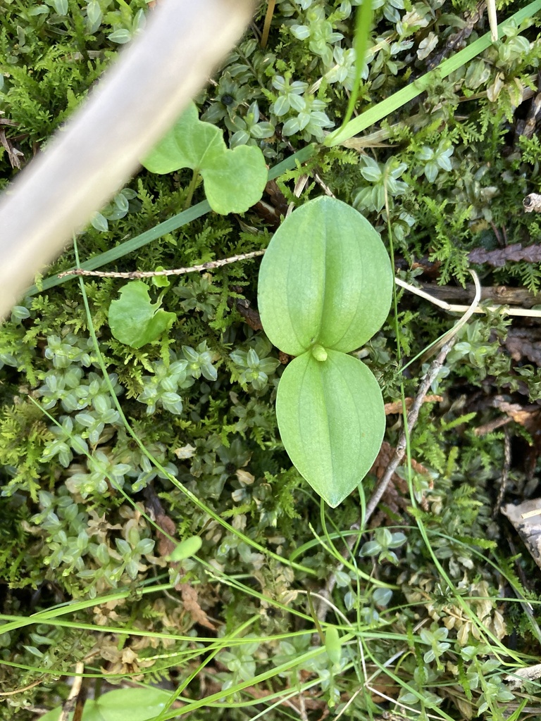 Broad-lipped Twayblade from Sleeping Bear Dunes National Lakeshore ...