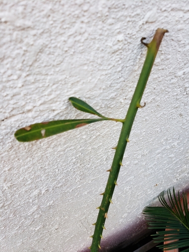 Fork-leaf cycas (Cycas micholitzii)