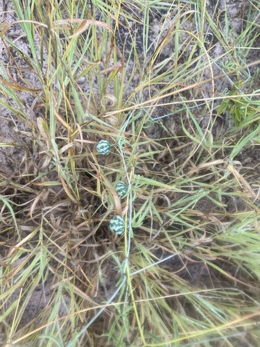 Trochomeria debilis
