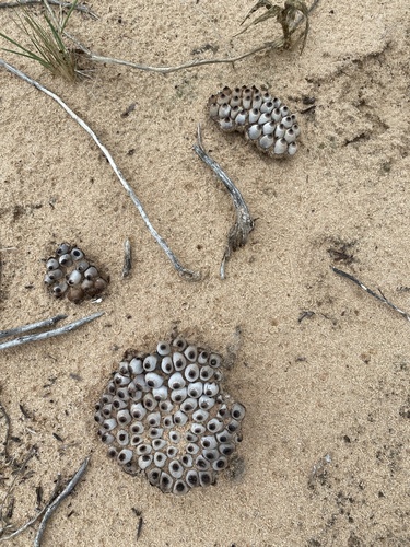 Broomeia congregata