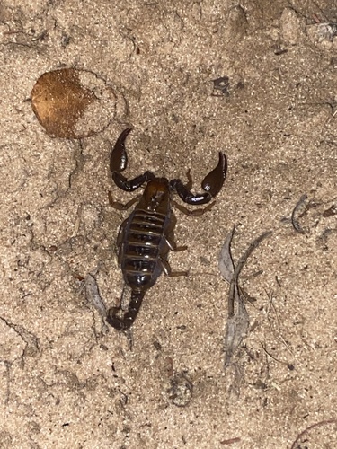 Robust Burrowing Scorpion