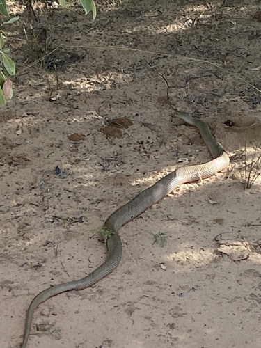 Mole Snake