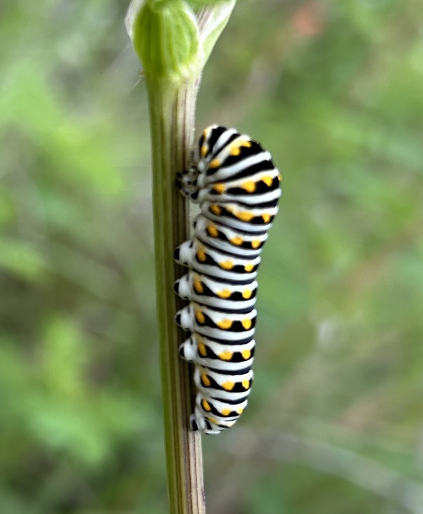 Black Swallowtail from County Road 128, Gainesville, TX, US on May 10 ...