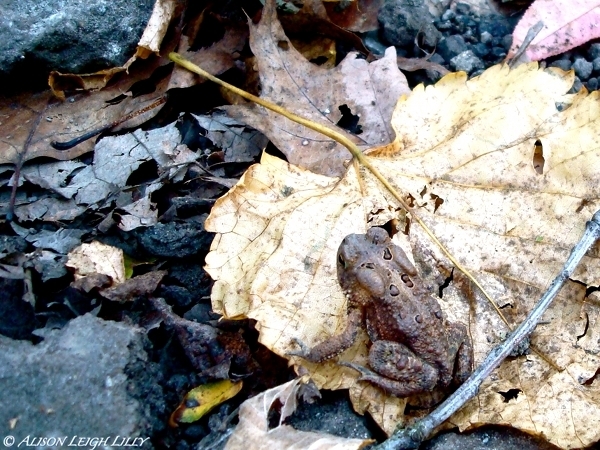 American Toad from Frick Park, Pittsburgh on October 16, 2011 by Alison ...