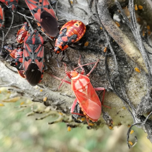 Indian Milkweed Bug