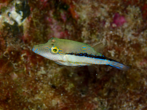Macaronesian Toby