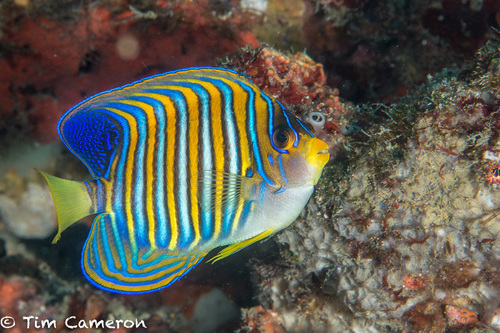 Regal Angelfish