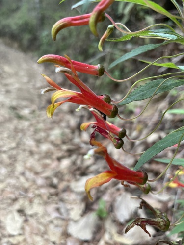Lobelia laxiflora