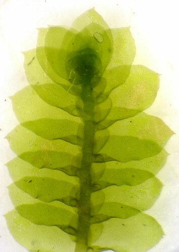 Ptychanthoideae