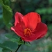 Hibiscus ferrugineus - Photo (c) Mike Tidwell, all rights reserved, uploaded by Mike Tidwell