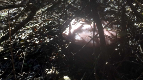 iNaturalist observation photo of Blewit