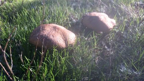 iNaturalist observation photo of Agaricus Sect. Agaricus