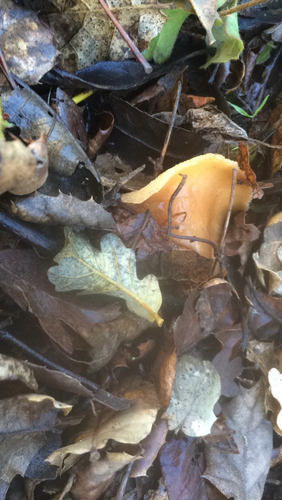 iNaturalist observation photo of Oak-loving Gymnopus