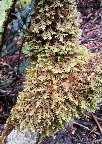 Lepicolea