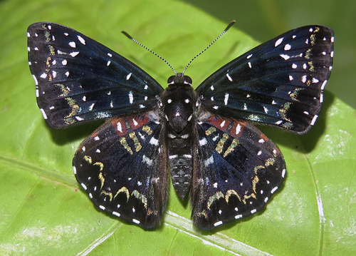 Calydna charila