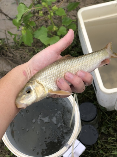 Gray Redhorse