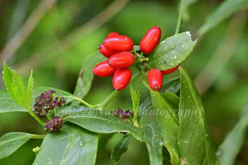 Aucuba albopunctifolia