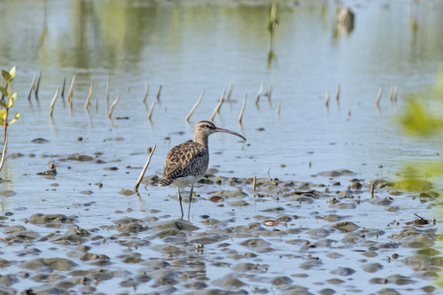 Eurasian Whimbrel