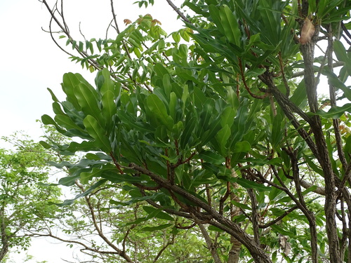 Shea Tree