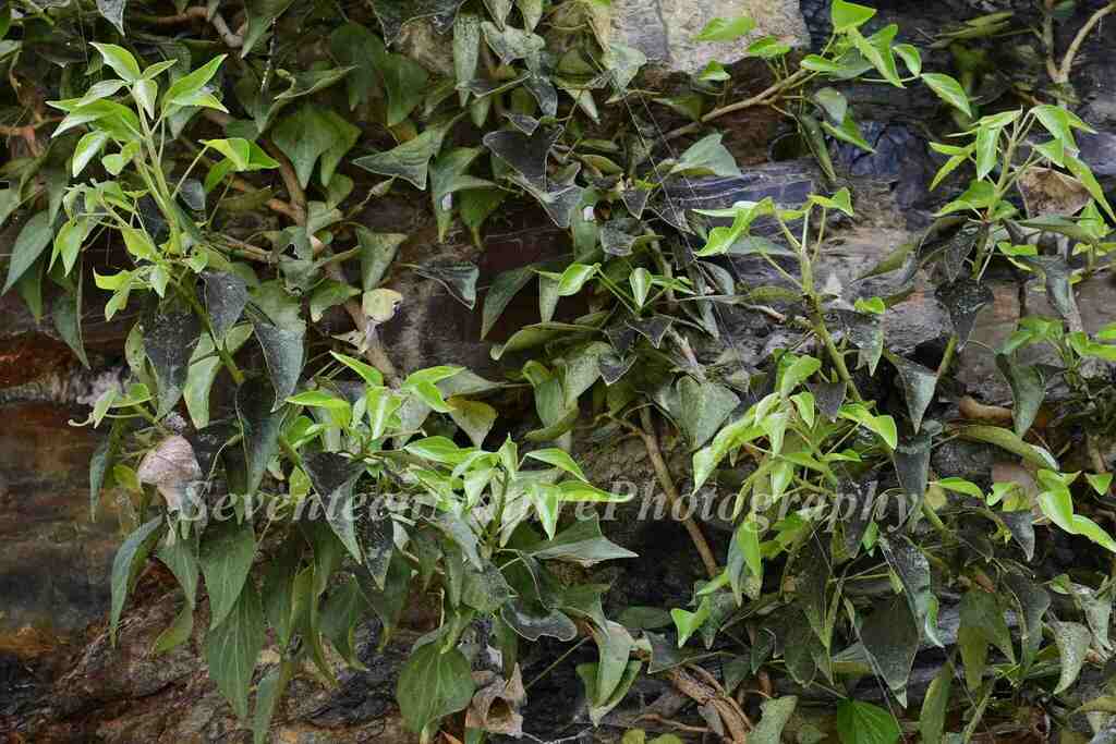 Himalayan ivy (Hedera nepalensis)  iNaturalist