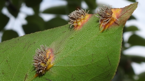 Gymnosporangium asiaticum