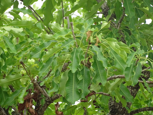 Shea Tree
