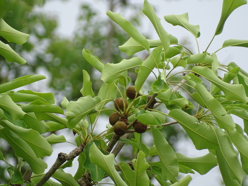 Shea Tree