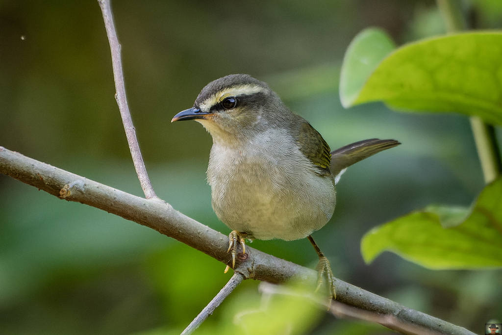 Green Hylia (Hylia prasina) photo