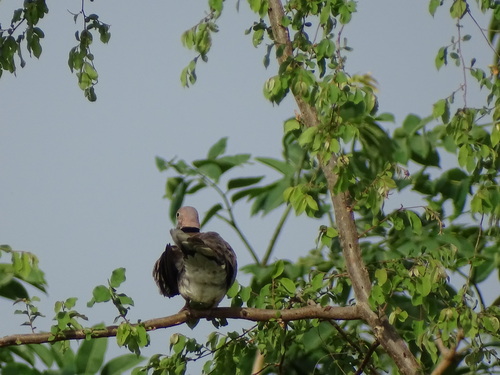 Vinaceous Dove