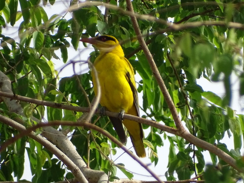 African Golden Oriole