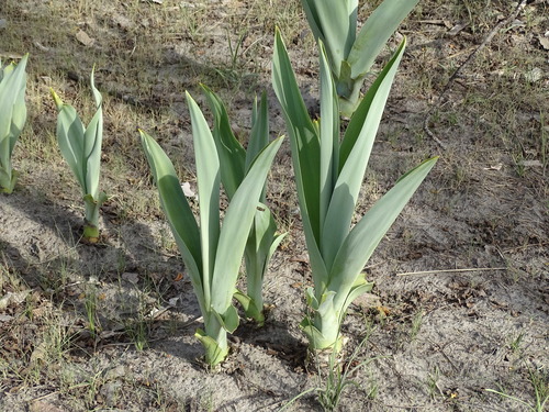 Crinum glaucum