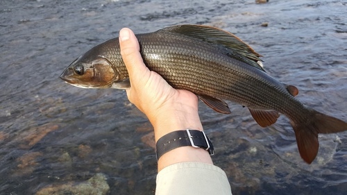 European Grayling