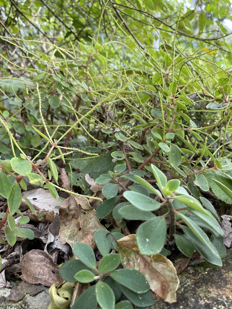 Slender Peperomia from Obi Obi, QLD, AU on May 11, 2023 at 12:14 PM by ...