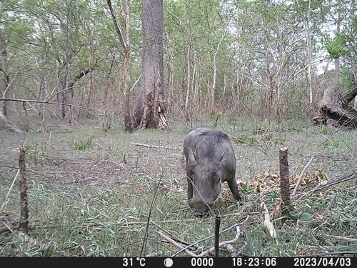 Northern Warthog