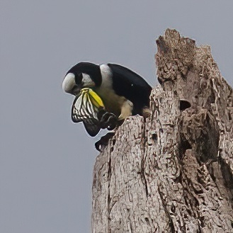 Rand Rudland White-fronted Falconet in May 2023 by Rand Rudland · iNaturalist