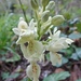 Orchis provincialis - Photo (c) Ivano Marques, όλα τα δικαιώματα διατηρούνται, uploaded by Ivano Marques