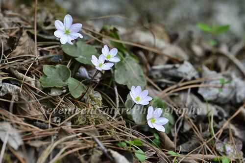 Hepatica henryi