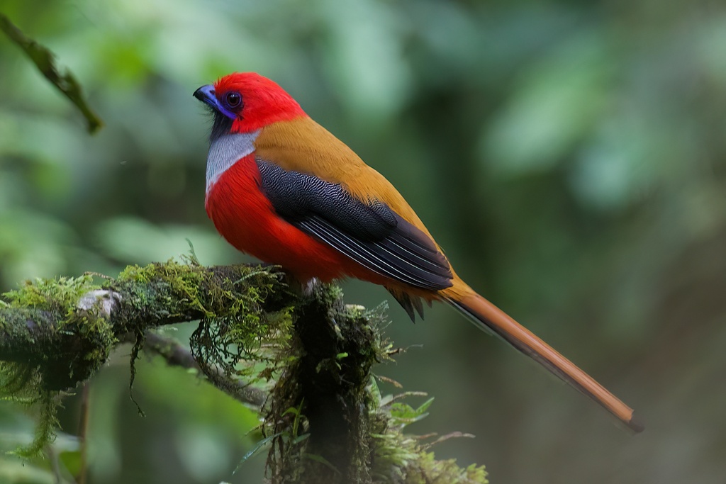 Whitehead's Trogon photo