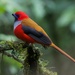 Whitehead's Trogon - Photo (c) Rand Rudland, all rights reserved, uploaded by Rand Rudland