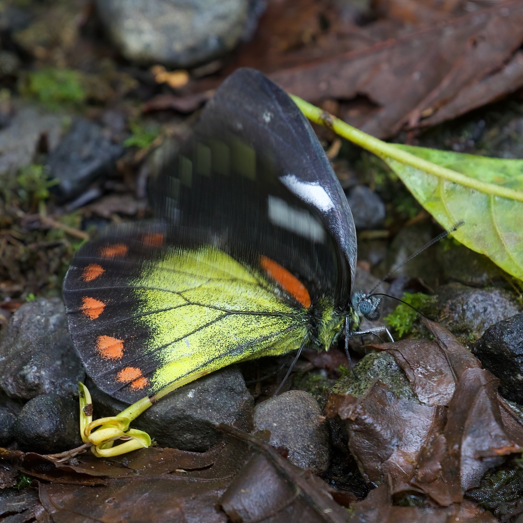 Rand Rudland Bornean Jezebel from Kinabalu Park, Ranau, Sabah, Malaysia on May 08 ...