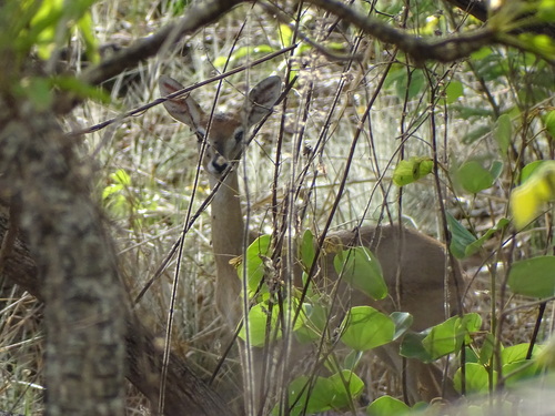 Oribi
