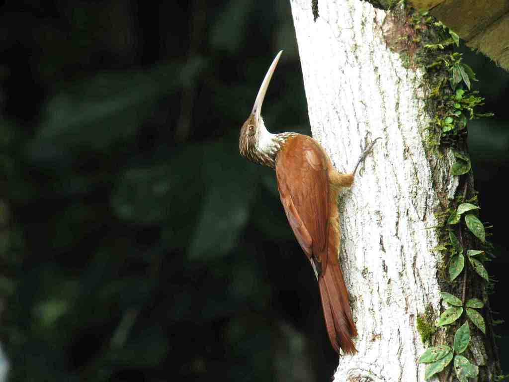 Long-billed Woodcreeper (Nasica longirostris) photo