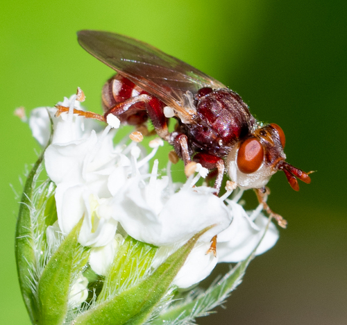 Myopa clausa Loew, 1866