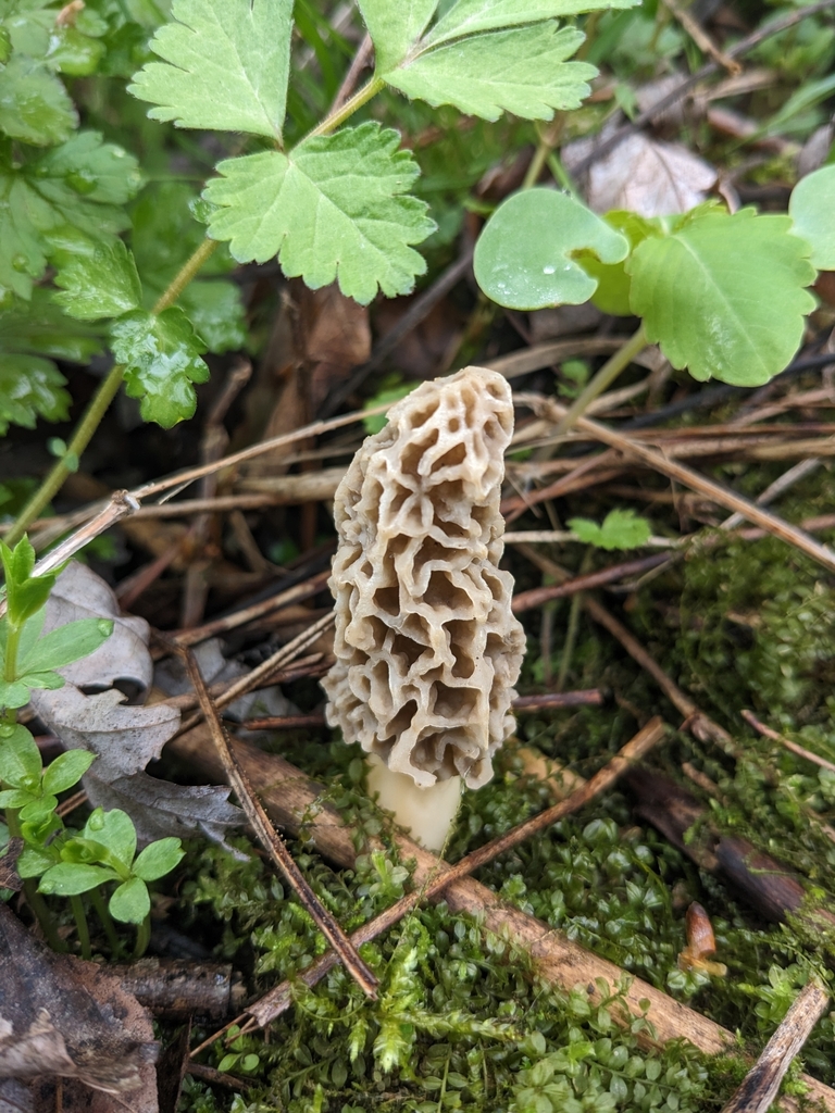 white morel from Caledonia Township, MN, USA on May 6, 2023 at 12:43 PM ...