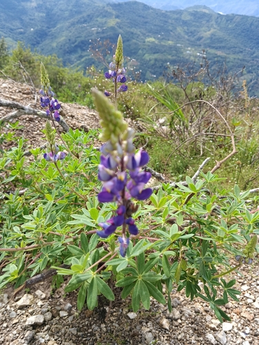 Carpapata Lupine (Lupinus carpapaticus)