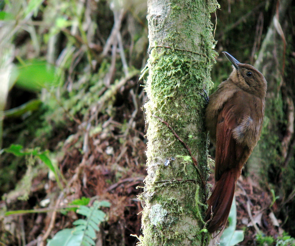 Tyrannine Woodcreeper photo
